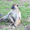 ZMB NOR SouthLuangwa 2016DEC10 NP 004 : 2016, 2016 - African Adventures, Africa, Date, December, Eastern, Month, National Park, Northern, Places, South Luangwa, Trips, Year, Zambia